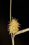 Sulphur sedge